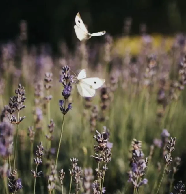 f4708f03-d089-48f7-a132-7d86cd50e084