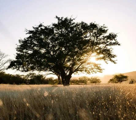 pexels-diego-romero-471613950-20222525